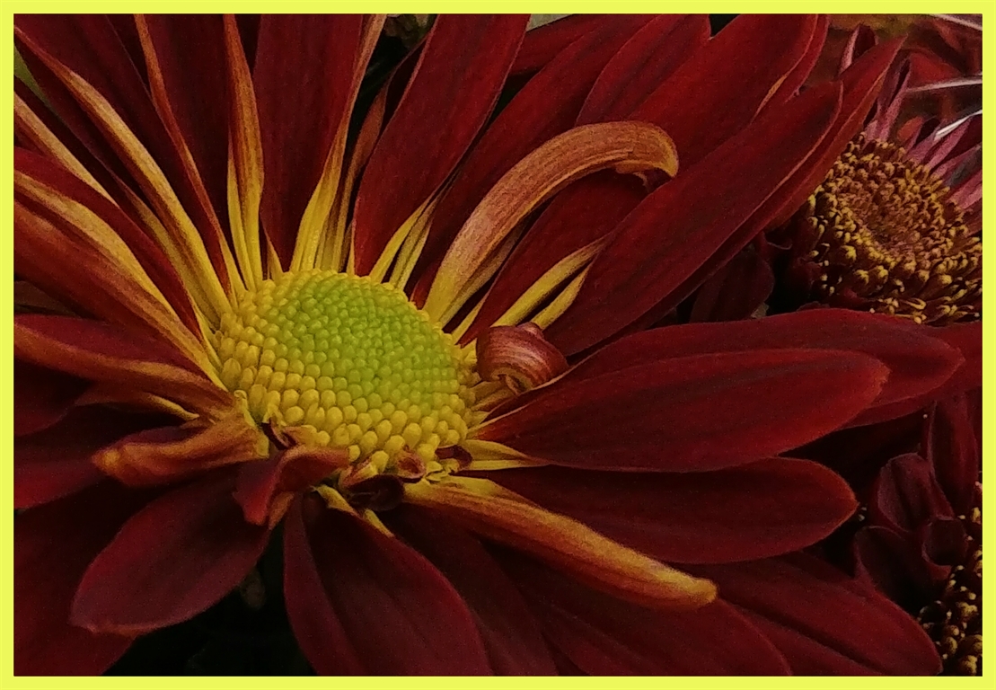 Traditional In Class A By Steve Fahy For Fall Flower OCT-2018.jpg